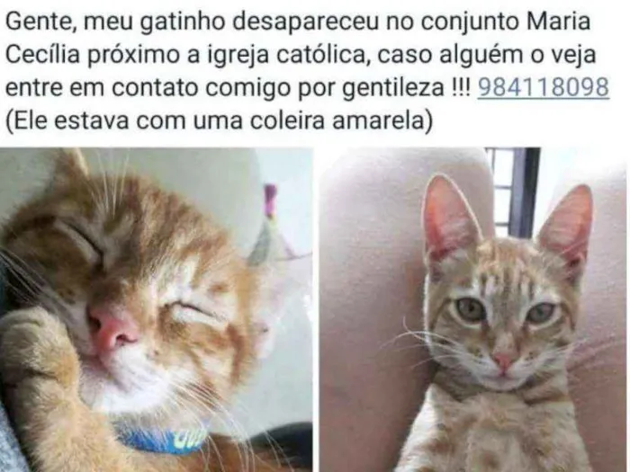 Gato ra a VIRA-LATA idade 7 a 11 meses nome JOSE