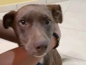 Cachorro raça SRD idade  nome Chocolate