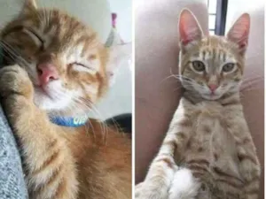 Gato raça VIRA-LATA idade 7 a 11 meses nome JOSE