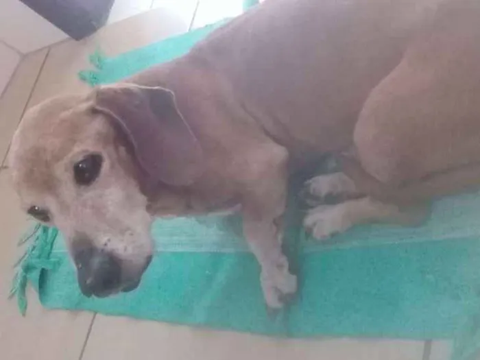 Cachorro ra a Basse idade 5 anos nome Spike