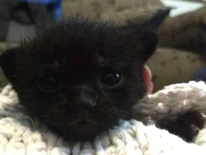 Gato ra a  idade Abaixo de 2 meses nome Pretinho 