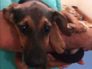 Cachorro raça Vira lata idade 7 a 11 meses nome Jade e Jasmim