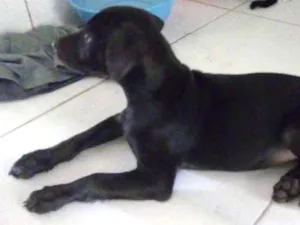 Cachorro raça srd idade 2 a 6 meses nome pretinha