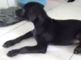 pretinha