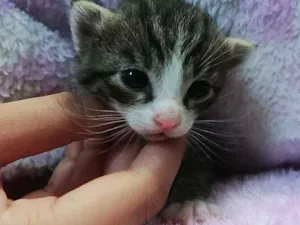 Gato raça  idade Abaixo de 2 meses nome Nome à definir 