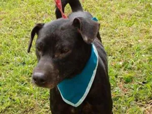 Cachorro raça SRD idade 5 anos nome GASPAR