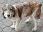 Cachorro raça SRD idade 1 ano nome BOB