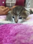Levi
