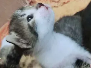 Gato raça  idade Abaixo de 2 meses nome Levi