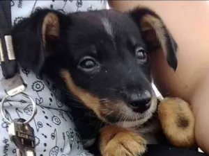 Cachorro raça Não sei idade 2 a 6 meses nome Não tem nome