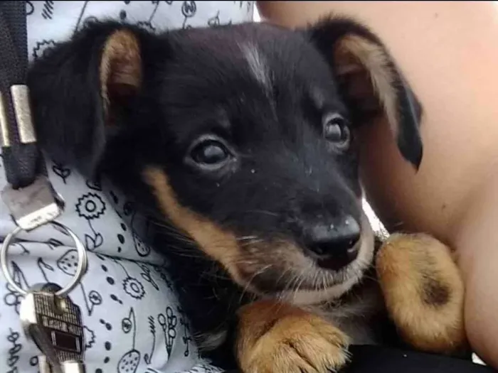 Cachorro ra a Não sei idade 2 a 6 meses nome Não tem nome