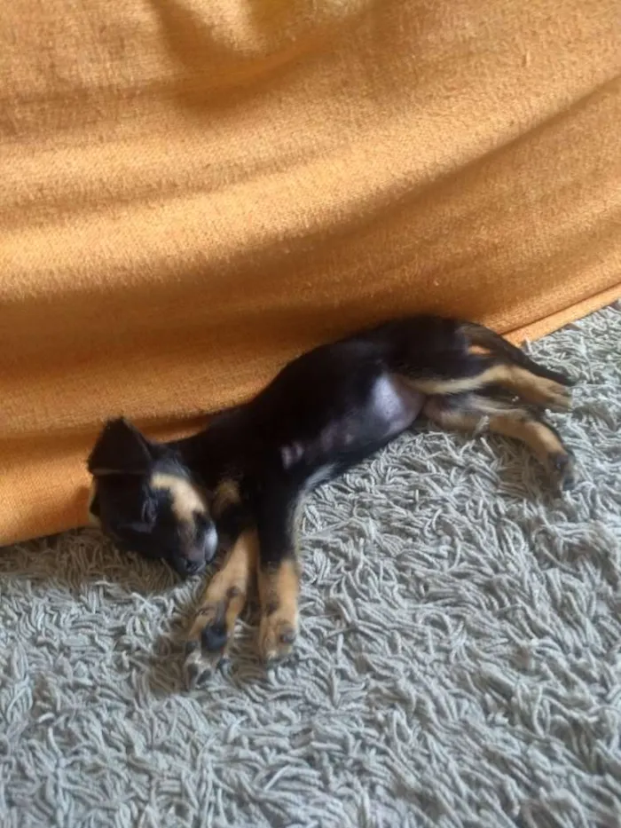 Cachorro ra a Não sei idade 2 a 6 meses nome Não tem nome