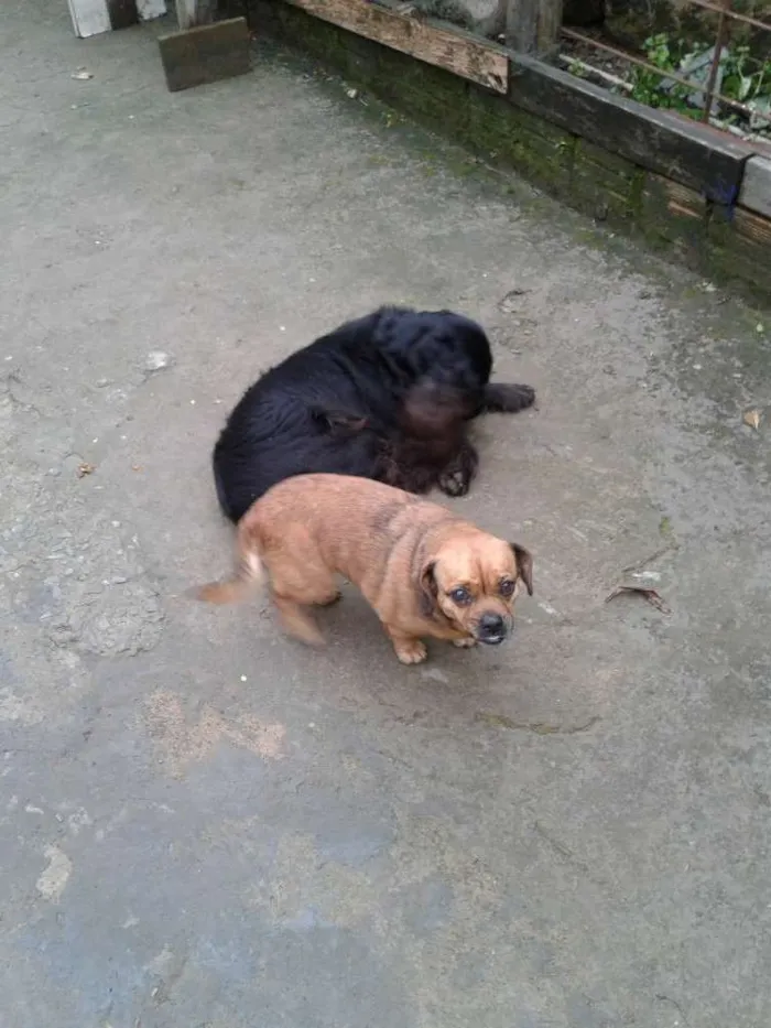 Cachorro ra a Mistura idade 3 anos nome Blayd
