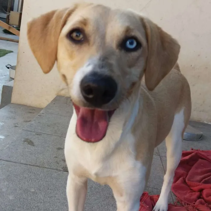 Cachorro ra a vira latas idade 2 a 6 meses nome Pedrita