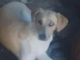 Pedrita