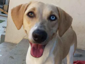 Cachorro raça vira latas idade 2 a 6 meses nome Pedrita