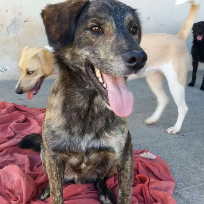 Cachorro ra a vira latas idade 2 anos nome Tigrão