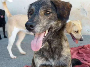 Cachorro raça vira latas idade 2 anos nome Tigrão