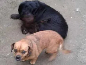 Cachorro raça Mistura idade 3 anos nome Blayd