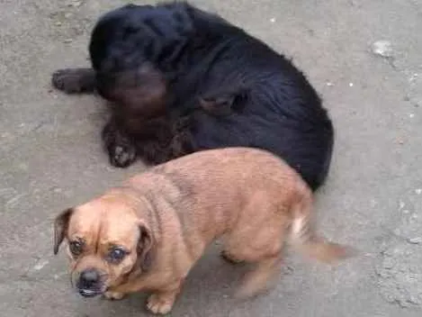 Cachorro ra a Mistura idade 3 anos nome Blayd