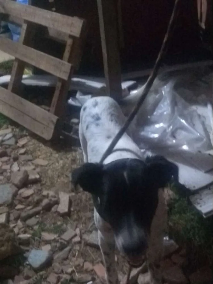 Cachorro raça Dálmata misturada idade 3 anos nome Lua