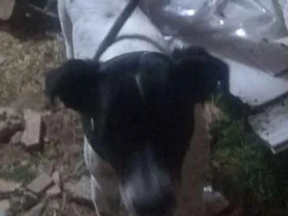 Cachorro raça Dálmata misturada idade 3 anos nome Lua