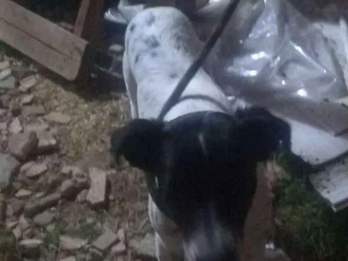 Cachorro raça Dálmata misturada idade 3 anos nome Lua