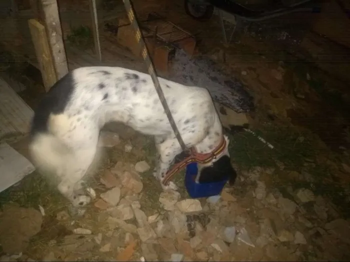 Cachorro raça Dálmata misturada idade 3 anos nome Lua