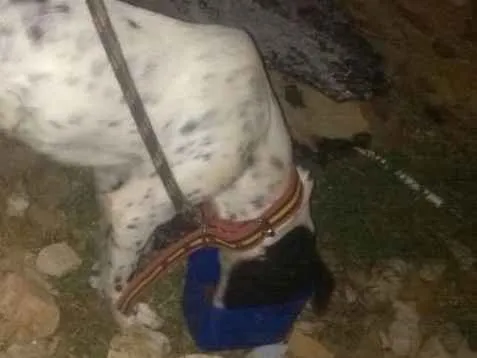 Cachorro raça Dálmata misturada idade 3 anos nome Lua