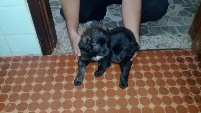 Cachorro raça SRD idade Abaixo de 2 meses nome Não tem 