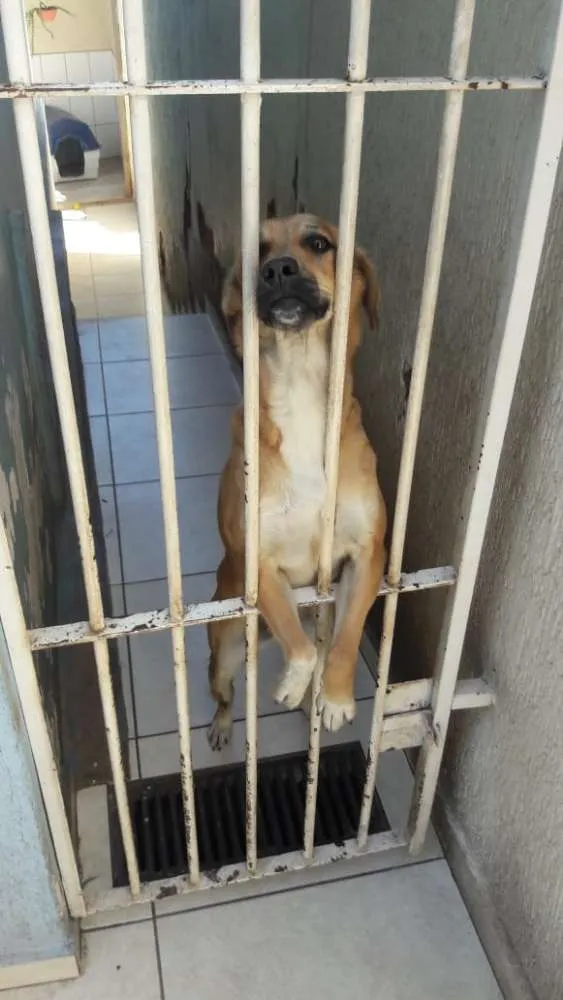 Cachorro ra a Vira lata idade 1 ano nome Luna