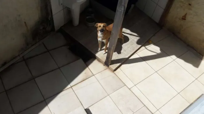 Cachorro ra a Vira lata idade 1 ano nome Luna