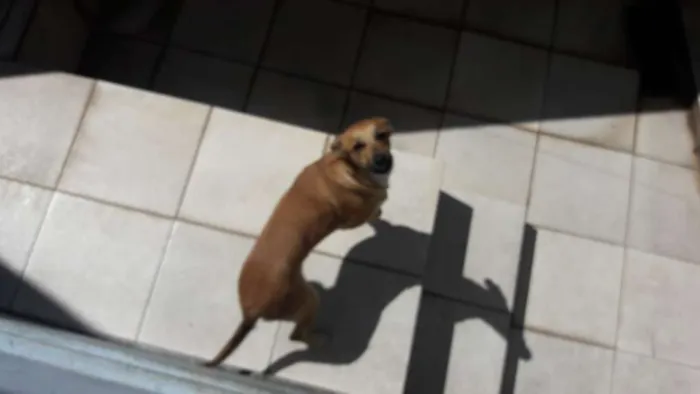 Cachorro ra a Vira lata idade 1 ano nome Luna