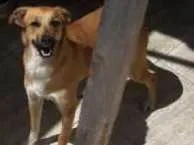 Cachorro raça Vira lata idade 1 ano nome Luna