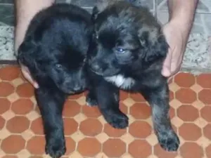 Cachorro raça SRD idade Abaixo de 2 meses nome Não tem 