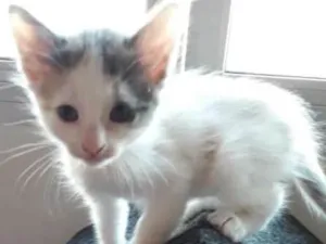 Gato raça  idade  nome sofia sara salomé