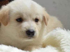 Cachorro raça  idade Abaixo de 2 meses nome Filhotes Monique 