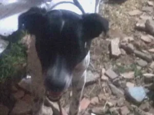 Cachorro raça Dálmata misturada idade 3 anos nome Lua