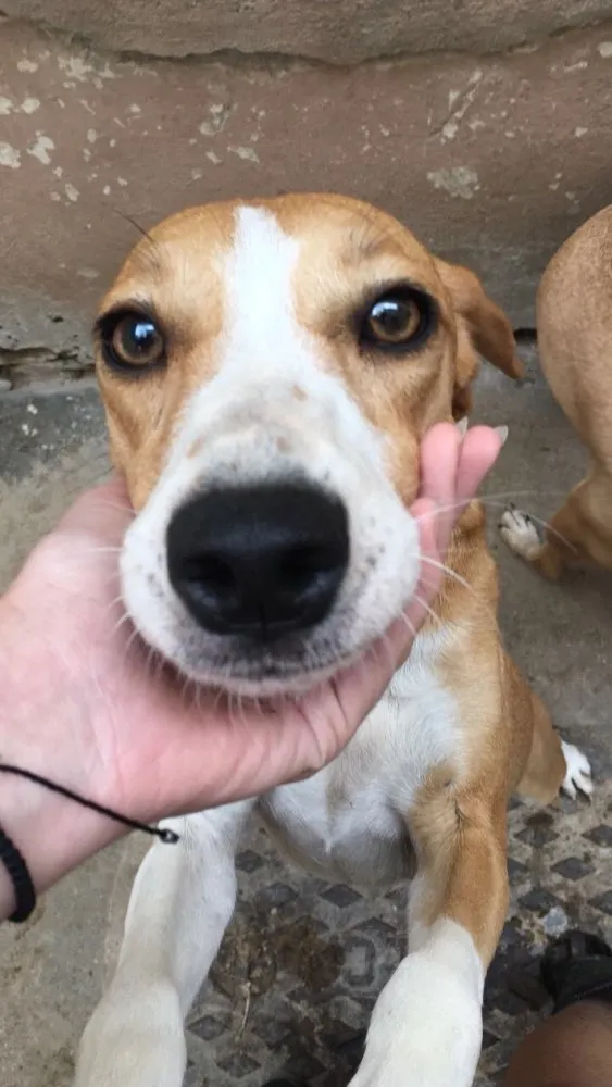 Cachorro ra a Srd idade 3 anos nome Shell
