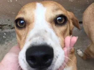 Cachorro raça Srd idade 3 anos nome Shell