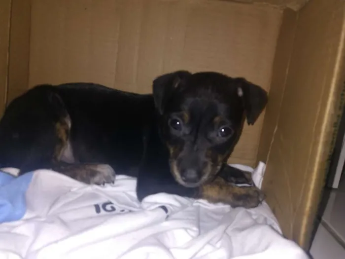 Cachorro raça Vira Lata idade 2 a 6 meses nome Bela