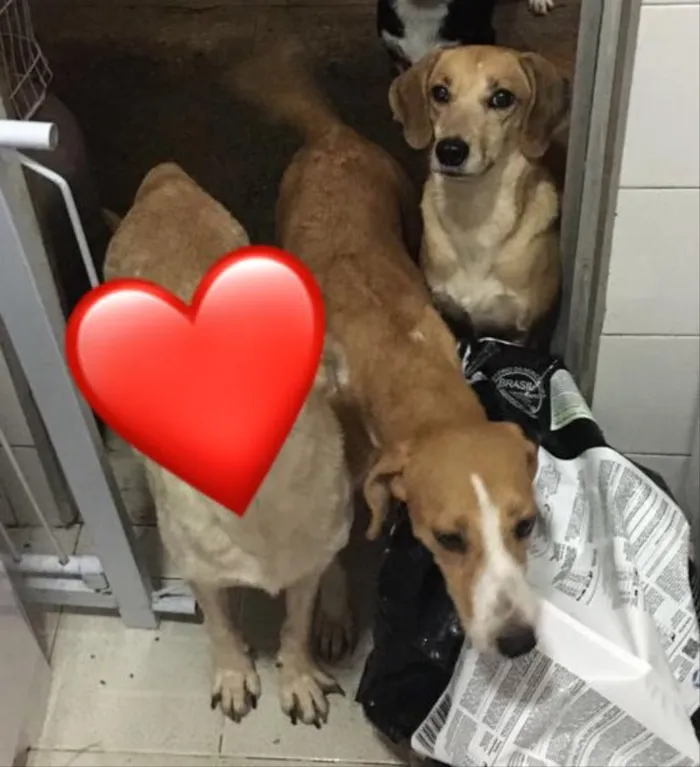 Cachorro ra a Srd idade 2 anos nome Indy