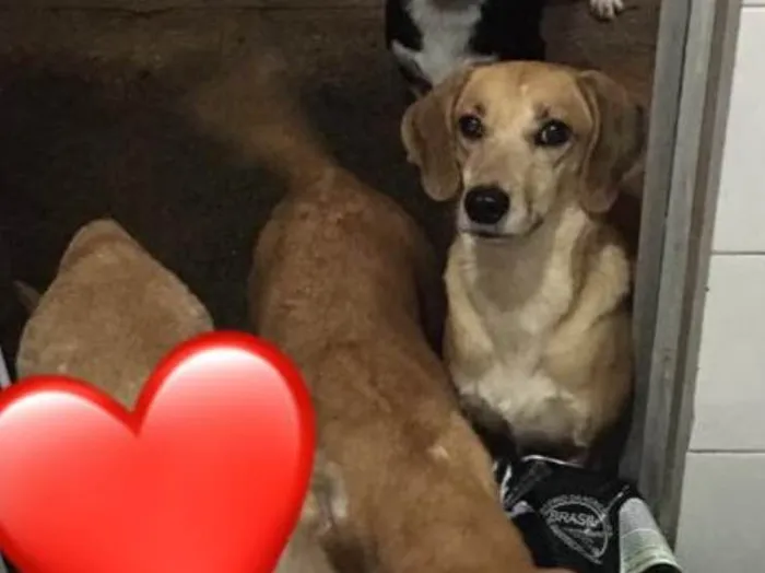 Cachorro ra a Srd idade 2 anos nome Indy