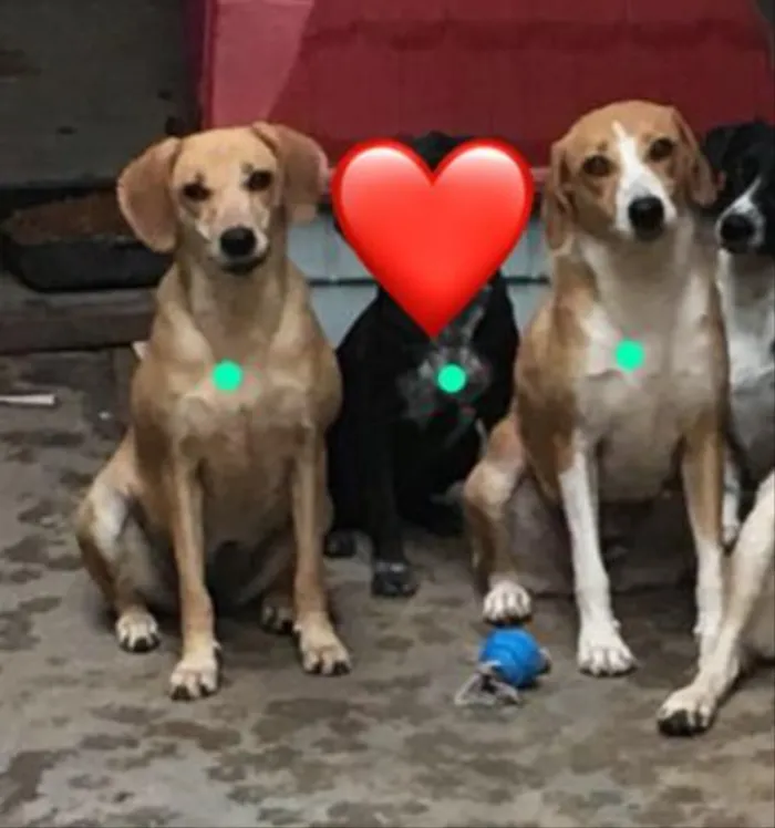 Cachorro ra a Srd idade 2 anos nome Indy