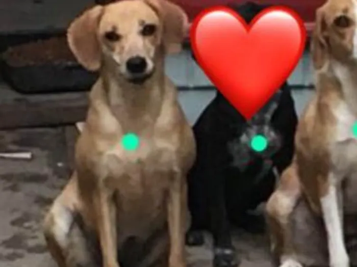 Cachorro ra a Srd idade 2 anos nome Indy