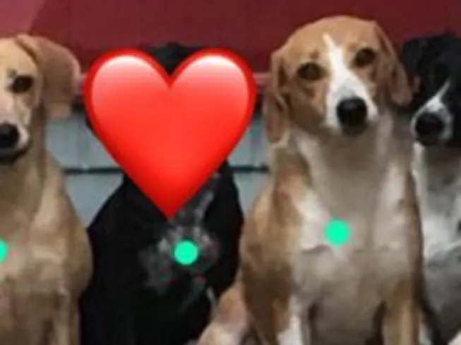 Cachorro ra a Srd idade 3 anos nome Shell