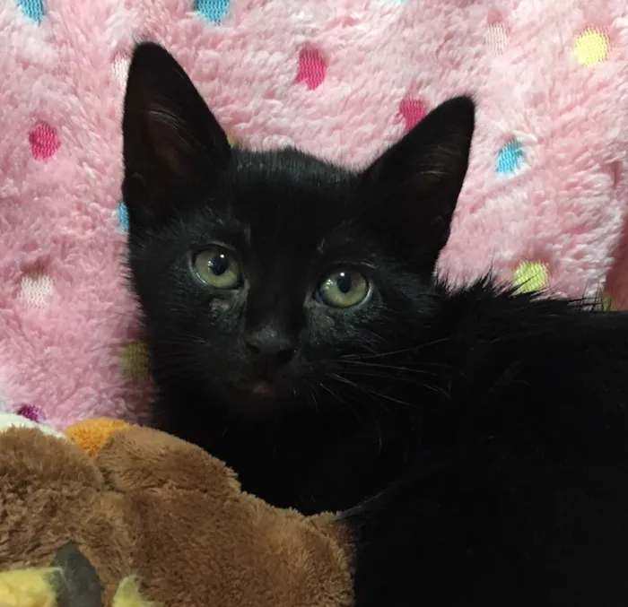 Gato ra a SRD idade 2 a 6 meses nome MARGHERITA