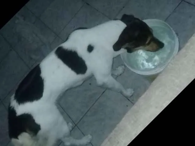 Cachorro ra a SRD idade 1 ano nome Lady