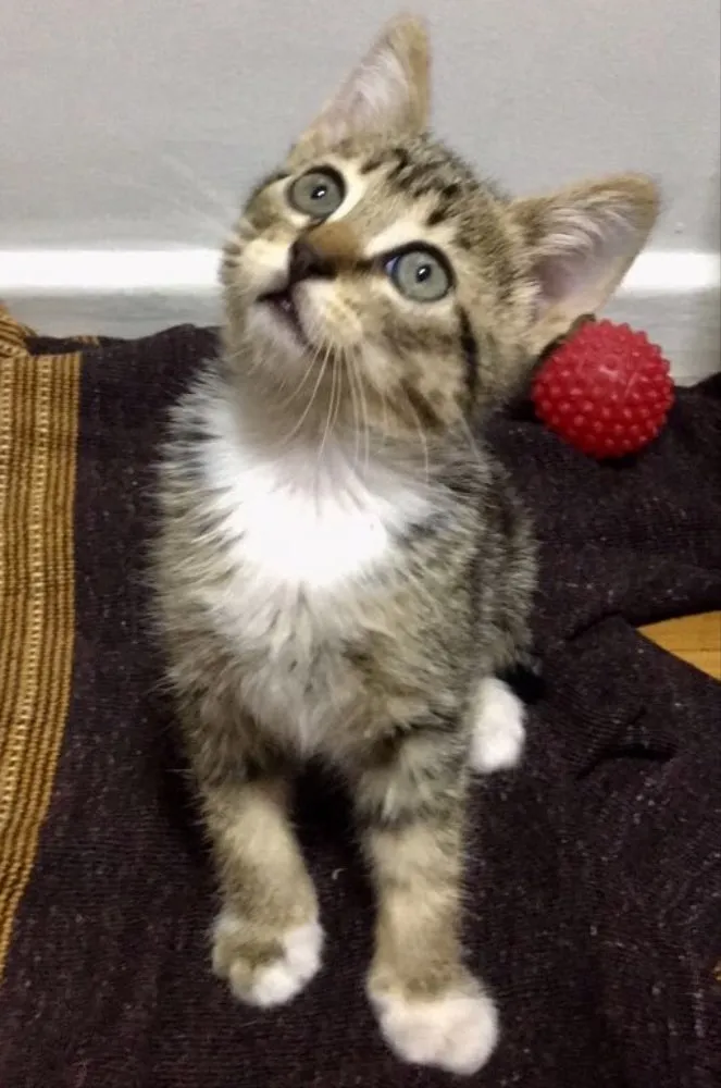 Gato ra a SRD idade 2 a 6 meses nome MIMOSA