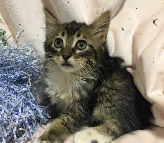 Gato ra a SRD idade 2 a 6 meses nome PIÑA